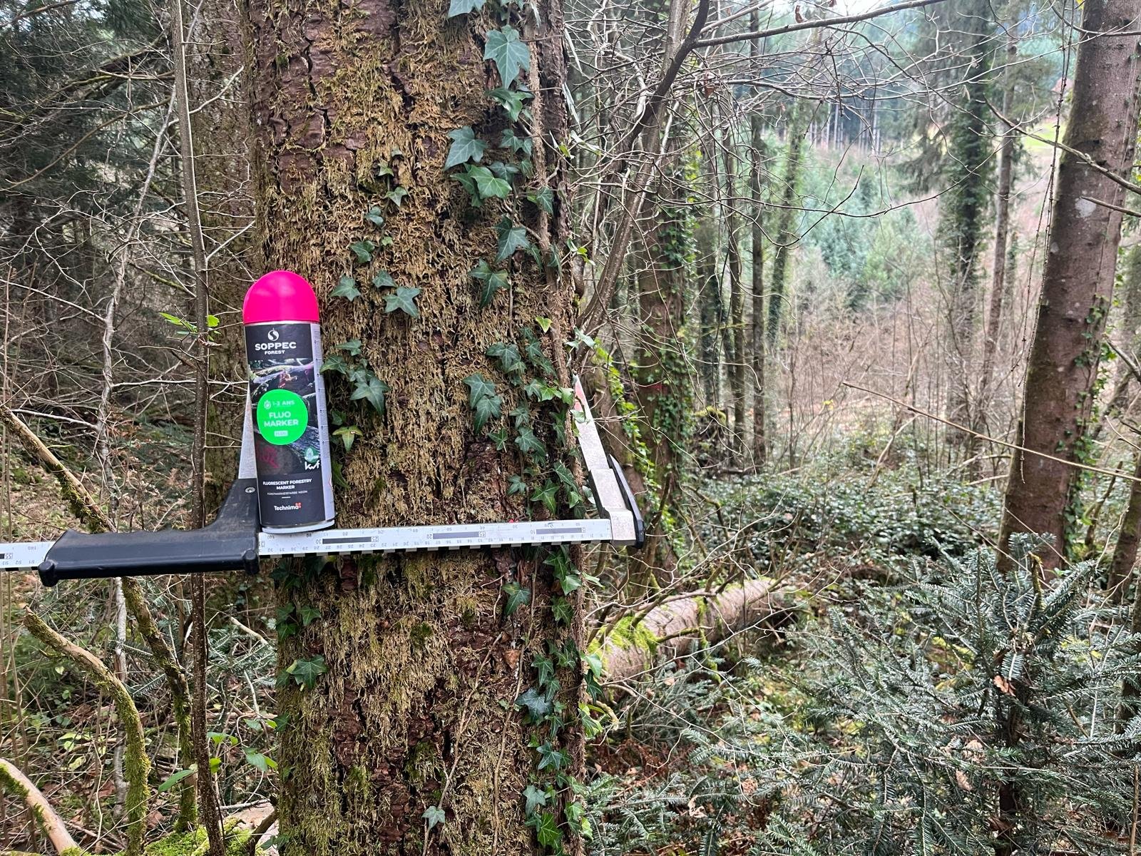 Marquage d'un arbre avant exploitation