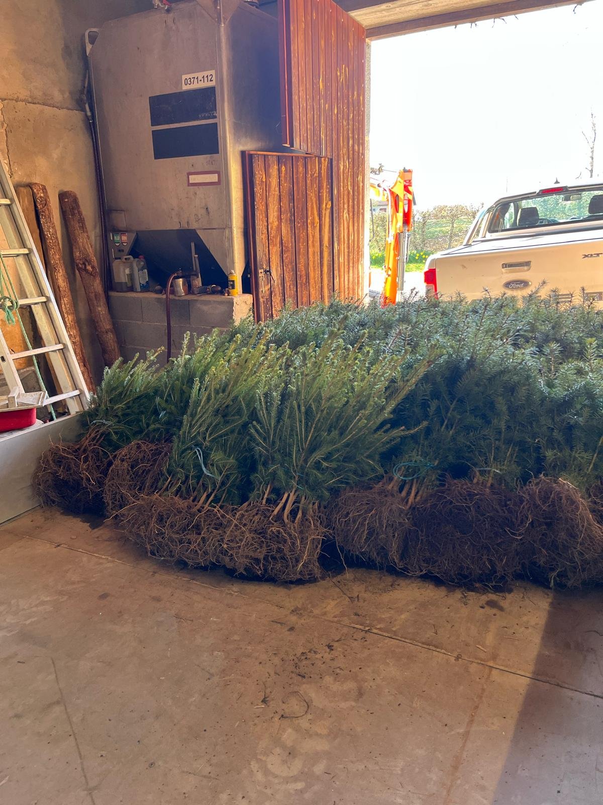 Plants prêts pour le reboisement