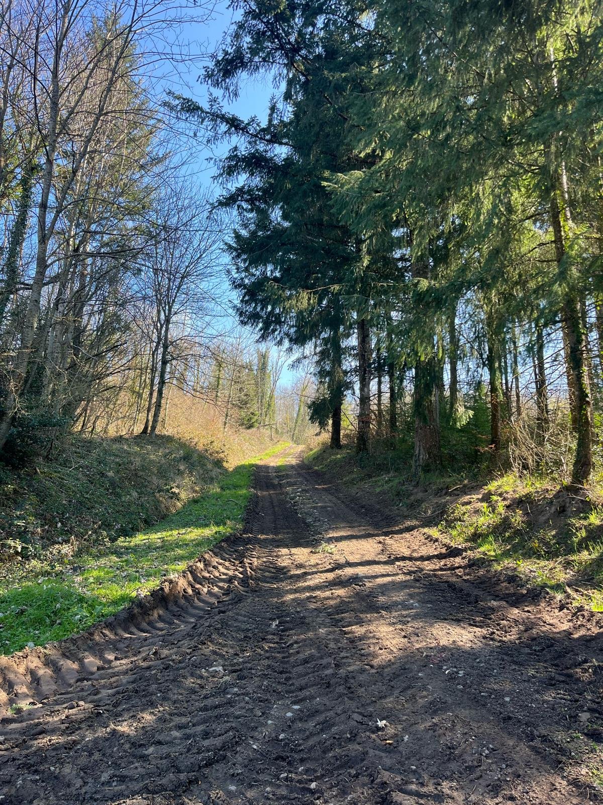 Piste forestière entretenue