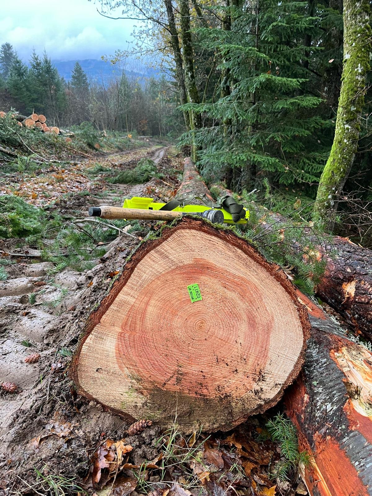 Grume identifiée et tracée