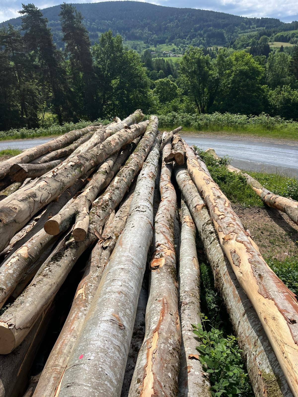 Stock de grumes prêtes à partir